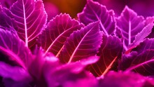 Detailed View Of Plant With Vibrant Purple Leaves. Perfect For Botanical Or Nature-themed Projects
