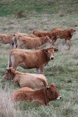 Sticker - calf in a meadow