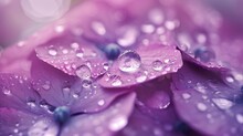 A Close Up Of A Purple Flower With Drops Of Water On It And A Blurry Background Of The Petals.