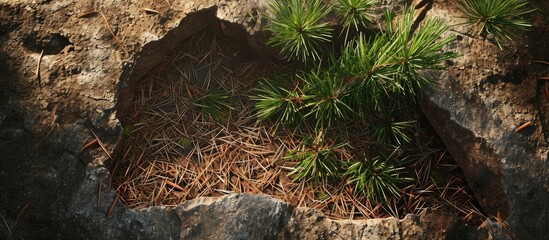 Poster - A close up of a rock with terrestrial plants such as grass, shrubs, and groundcover growing out of it in a natural landscape