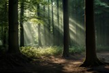 Fototapeta Las - A photograph showcasing the enchanting play of light and shadow in a forest