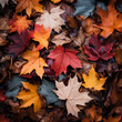 Colorful autumn leaves on a forest floor. 