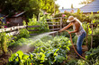 Gardening is her life. Shot of an attractive mature woman watering her vegetable garden.