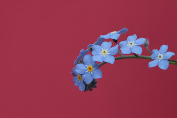 Sticker - Closeup shot of forget-me-not against a vivid red background