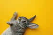 Cute grey rabbit lying on back on yellow background, fluffy ears, playful posture, animal antics, bunny paws up, adorable pet, whiskers detail, comical position, close-up shot, space for text.