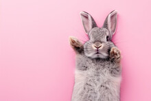 Cute Grey Rabbit Lying On Back On Pink Background, Fluffy Ears, Playful Posture, Animal Antics, Bunny Paws Up, Adorable Pet, Whiskers Detail, Comical Position, Close-up Shot, Space For Text.