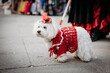 Dog in dress at carnival of Venice