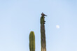 Pigeon sitting on the cactus.