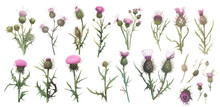Collection Of Wild Thistles Flowers, Isolated On A Transparent Background