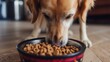 A golden retriever dog eats food from a bowl at home.