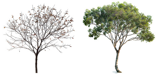 Wall Mural - A picture of a single green tree and tree with a feww leaves isolated PNG transparent background