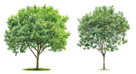 Wall Mural - set of a single green tree isolated PNG transparent background