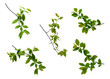 Many various spring tree branches with young green leaves isolated on white background