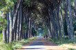 Märchenhafter Weg, umgeben von majestätischen Pinienkernbäumen: Eintauchen in die friedliche Natur.