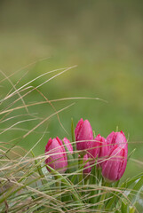 Endlich kommt der Frühling, Pink Tulpen in Wiese blühen