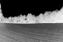 Landscape With Trees In Black And White Film Negative