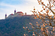 Famous historic Melk abbey and apricot branches in Wachau valley, Austria