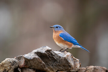 Wall Mural - bluebird on perch