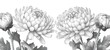 chrysanthemum flowers nature landscape