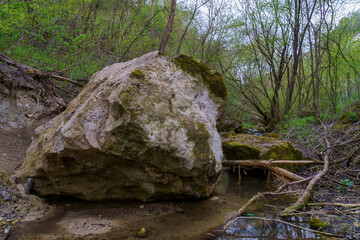 Wall Mural - Wild nature with a damp climate. Background with selective focus and copy space