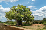 Fototapeta Miasta - African Baobab Tree in beautiful scenery.