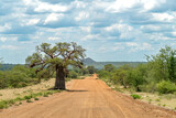 Fototapeta Miasta - African Baobab Tree in beautiful scenery.