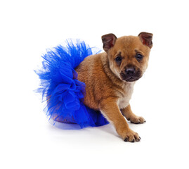 Canvas Print - Puppy in a blue skirt.