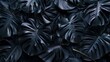 textures of abstract black leaves for monstera leaf background top view. tropical leaf. Dark background 