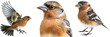 Chaffinch bird bundle, flying, portrait and standing, isolated on a transparent background