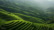 Expansive green tea plantations create undulating patterns across a hilly landscape, presenting a serene and cultivated natural environment.
