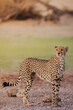 cheetah in Kalahari