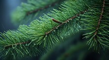 A Close Up Of A Pine Tree Branch With Drops Of Water On It's Needles And A Blurry Background.