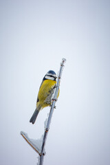 Canvas Print - Eurasian blue tit sits on the frozen thin branch with snow on a cold winter day and looks towards the camera lens.