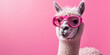 Funny alpaca wearing in pink sunglasses on pink background with copy space.