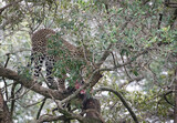 Fototapeta  - Lampart  jedzący mięso na gałęzi drzewa