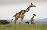 Fototapeta Zwierzęta - Zyrafy rotchilda w Masai Mara Kenia