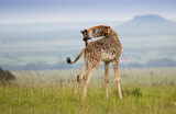 Fototapeta  - Zyrafy rotchilda w Masai Mara Kenia