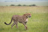 Fototapeta Sawanna - Samotny gepard na afrykańskiej sawannie Masai Mara National Park