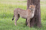 Fototapeta Sawanna - Samotny gepard na afrykańskiej sawannie Masai Mara National Park