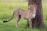 Fototapeta Sawanna - Gepard na afrykańskiej sawannie Masai Mara Kenia