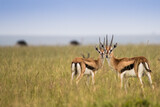 Fototapeta  - Antylopy Thompsona na sawannie Masai Mara Kenia