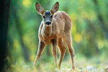 A gentle roe deer stands poised in the forest, its innocent eyes and soft fur illuminated by dappled sunlight
