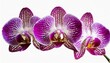 purple orchids flower isolated