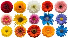 Big Collection Of Various Head Flowers Orange Yellow Pink Blue And Red Isolated On White Background Perfectly Retouched Full Depth Of Field On The Photo Top View Flat Lay