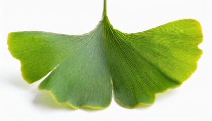 Wall Mural - leaf of ginkgo isolated on white