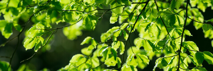 Sticker - spring forest - fresh leaves and sun rays