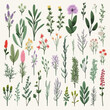 Big set with hand drawn Provence herbs and plants, isolated vector illustration in flat style with textures