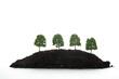 miniature trees in black earth