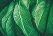 Abstract green leaf texture nature background tropical leaves pile