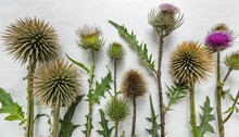 Various Twigs Of Tall Globe Thistle With Green Dried And Blooming Inflorescences On White Background